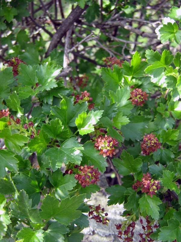 Image of genus Ribes specimen.