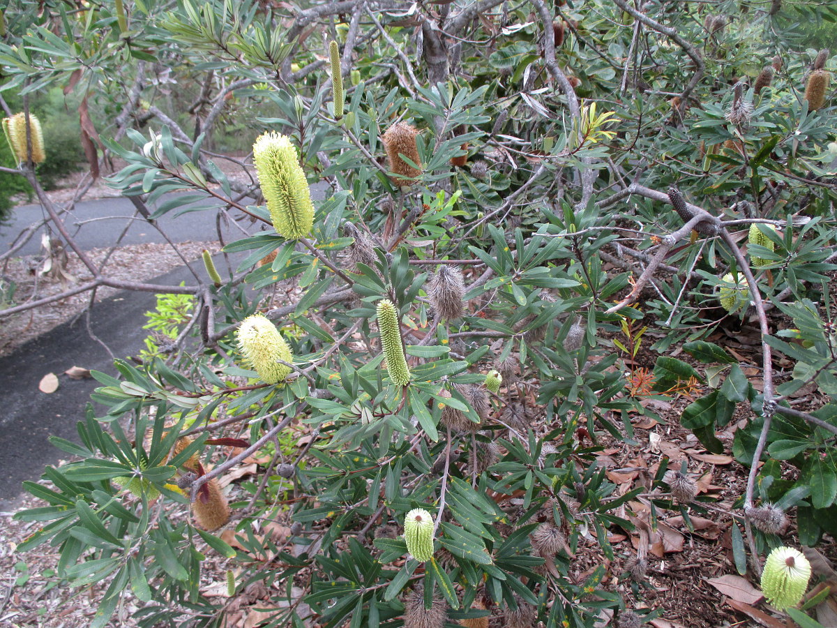 Изображение особи Banksia robur.