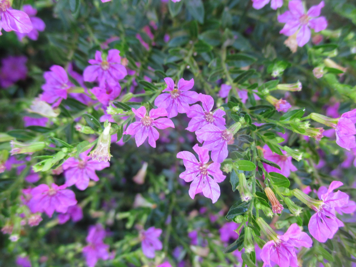 Image of Cuphea hyssopifolia specimen.