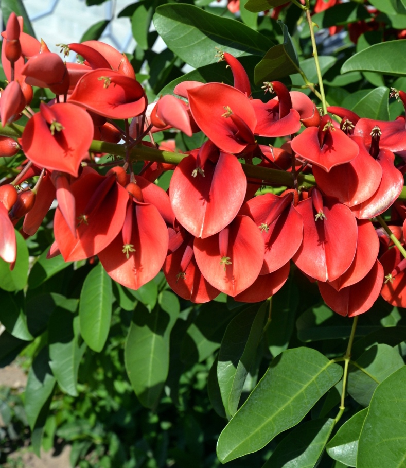 Изображение особи Erythrina crista-galli.