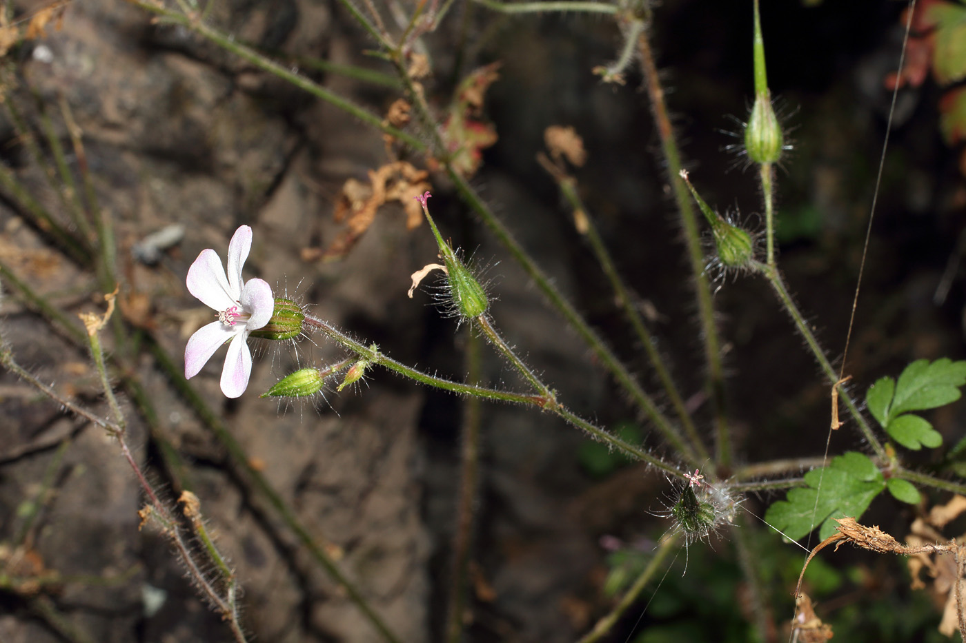 Image of Geranium robertianum specimen.