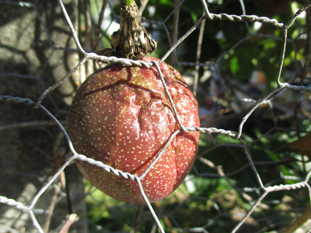 Image of Passiflora edulis specimen.