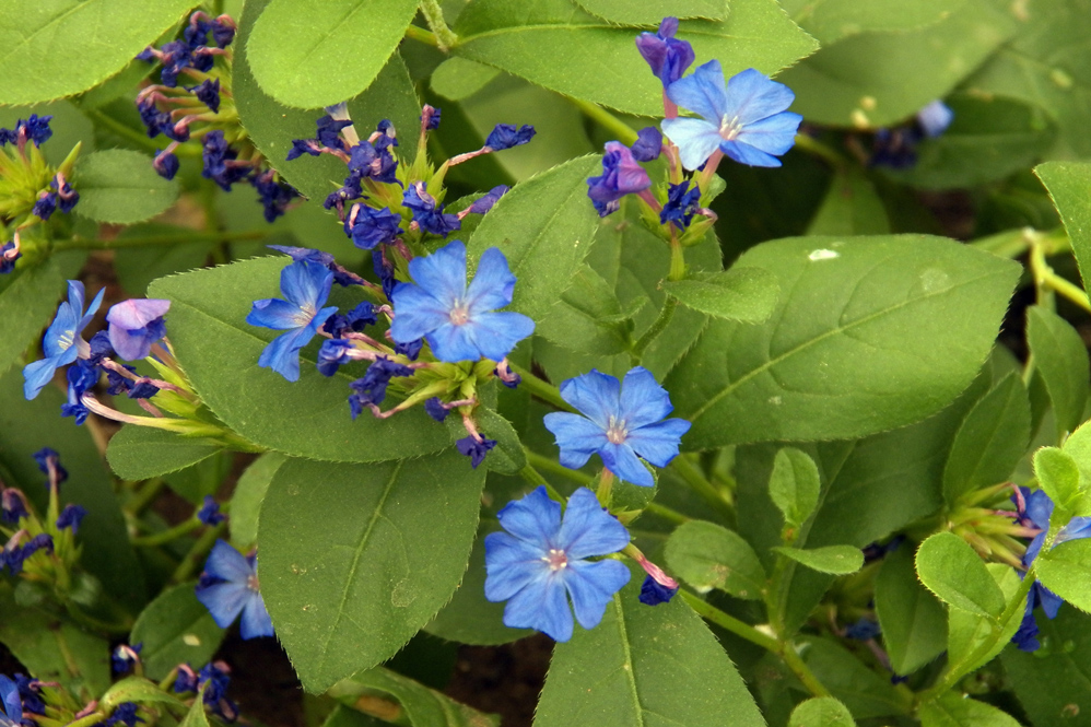 Изображение особи Ceratostigma plumbaginoides.