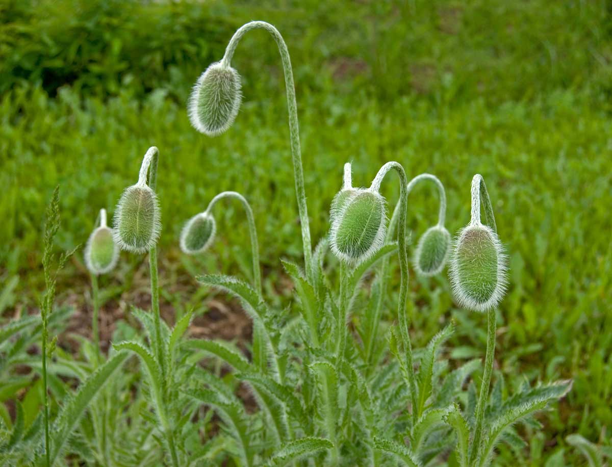 Image of Papaver orientale specimen.