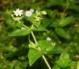 Myosoton aquaticum
