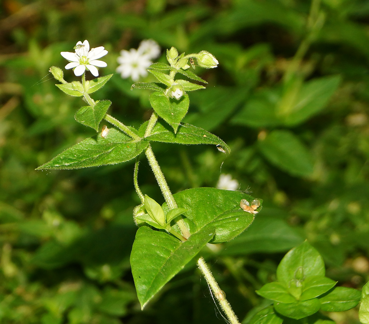 Изображение особи Myosoton aquaticum.