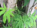 Syngonium podophyllum. Верхушка побега с соцветиями. Австралия, г. Брисбен, частная застройка. 14.04.2016.