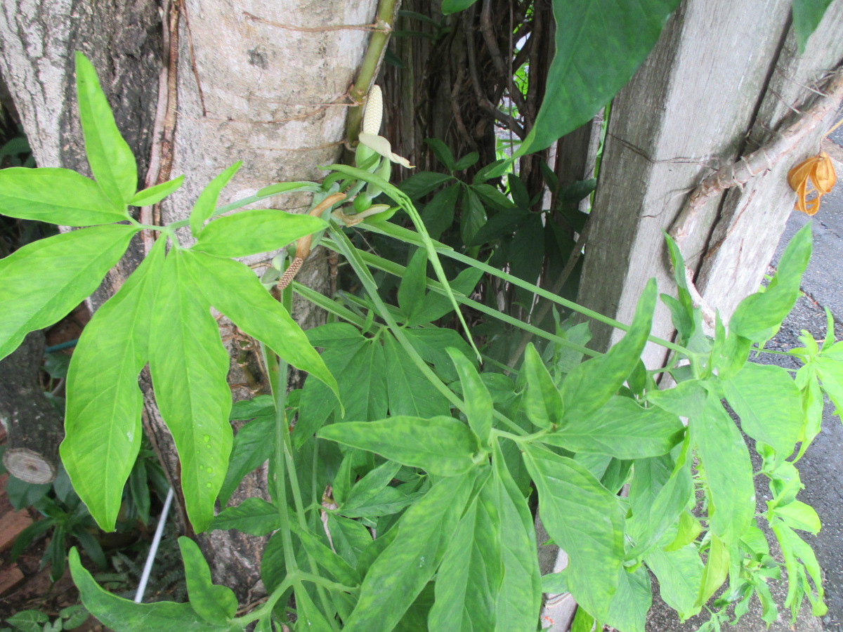 Изображение особи Syngonium podophyllum.