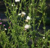 Carduus acanthoides