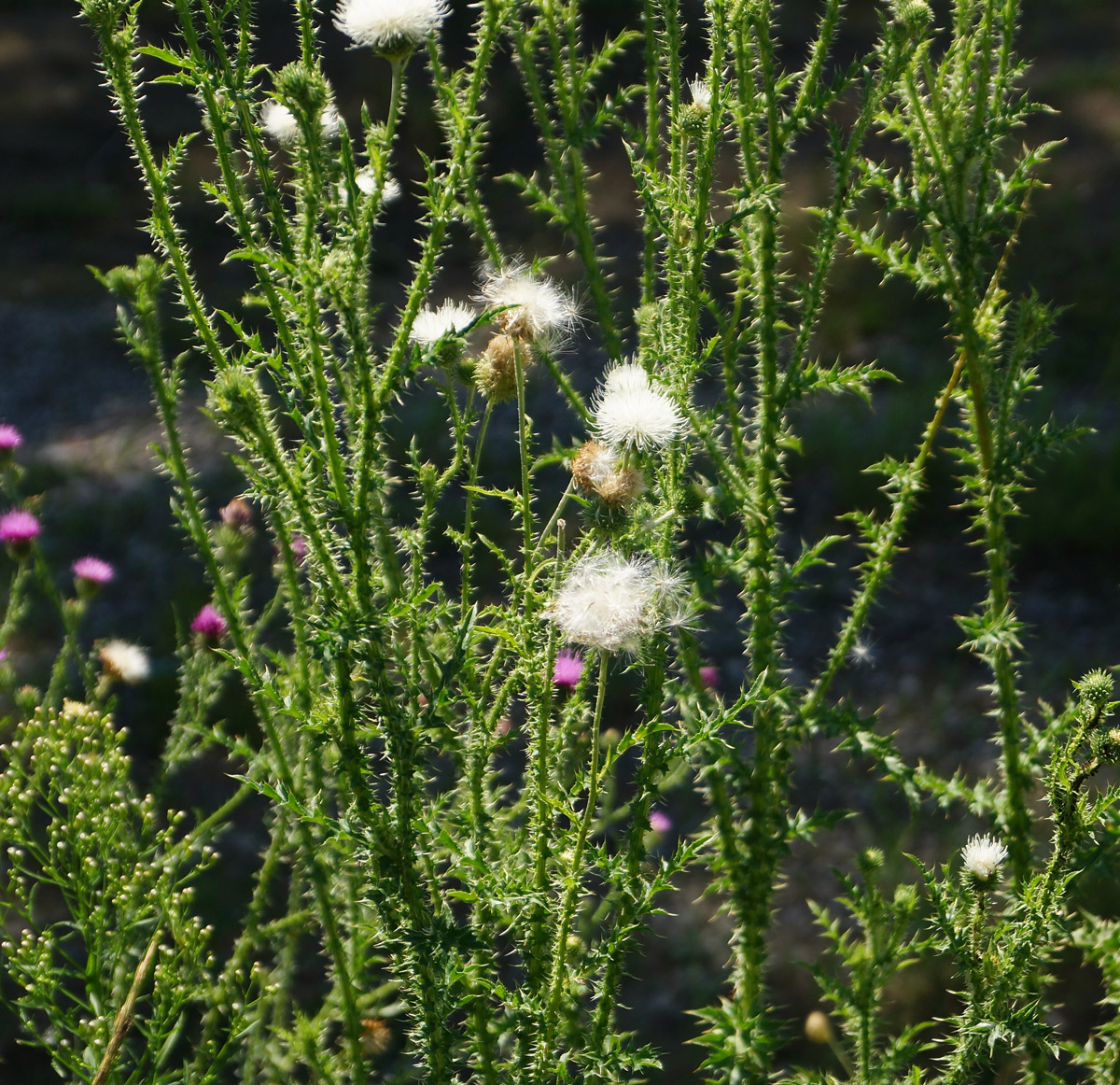 Image of Carduus acanthoides specimen.