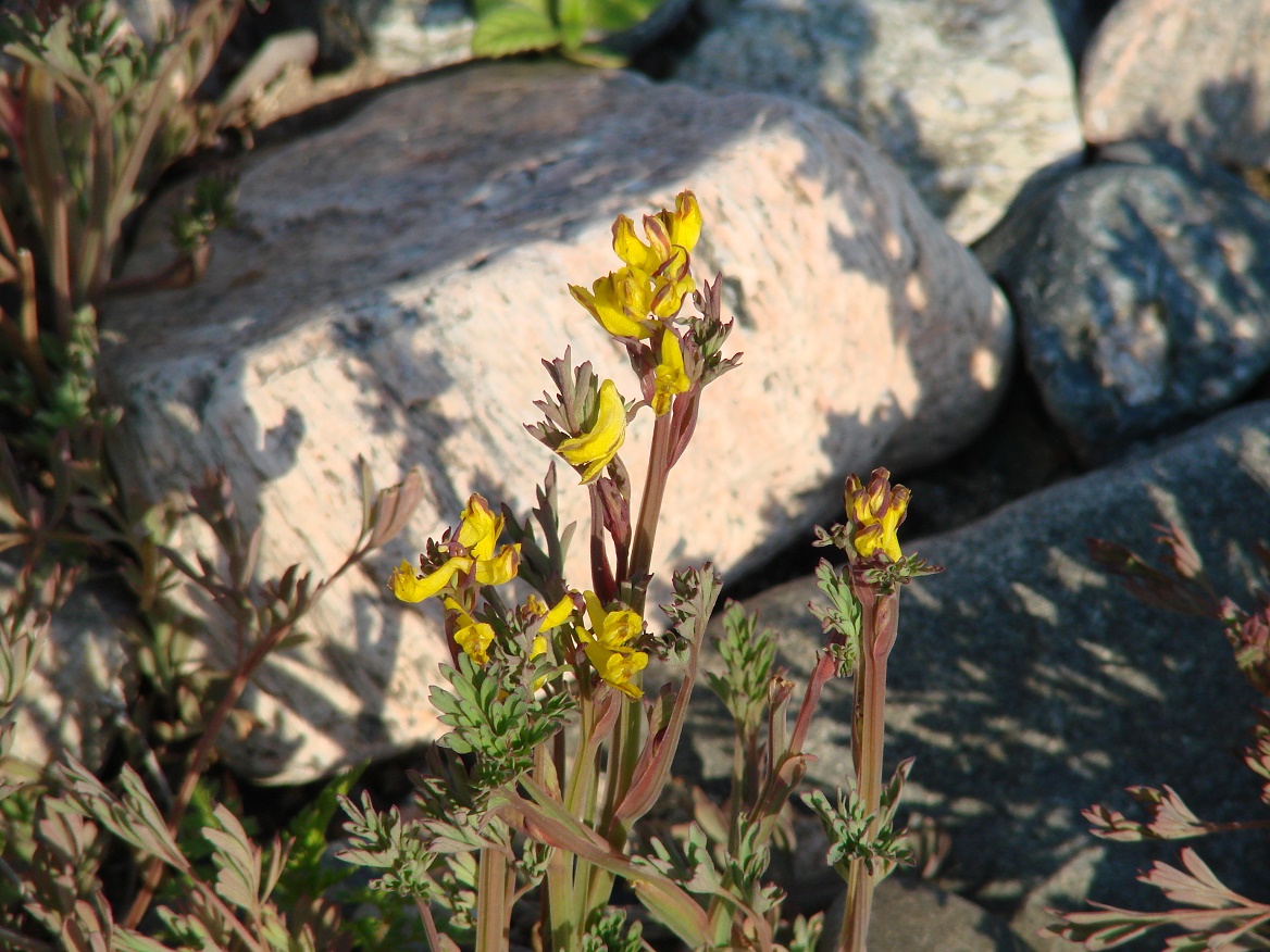 Image of Corydalis impatiens specimen.