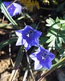 Campanula lasiocarpa