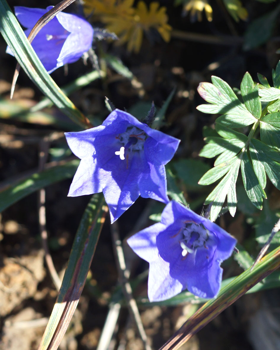 Image of Campanula lasiocarpa specimen.