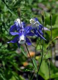 Aquilegia olympica. Верхушка побега с соцветием и созревающими плодами. Абхазия, Рицинский реликтовый национальный парк, долина р. Аджарра, ≈ 2100 м н.у.м., субальпийский луг. 12.07.2017.