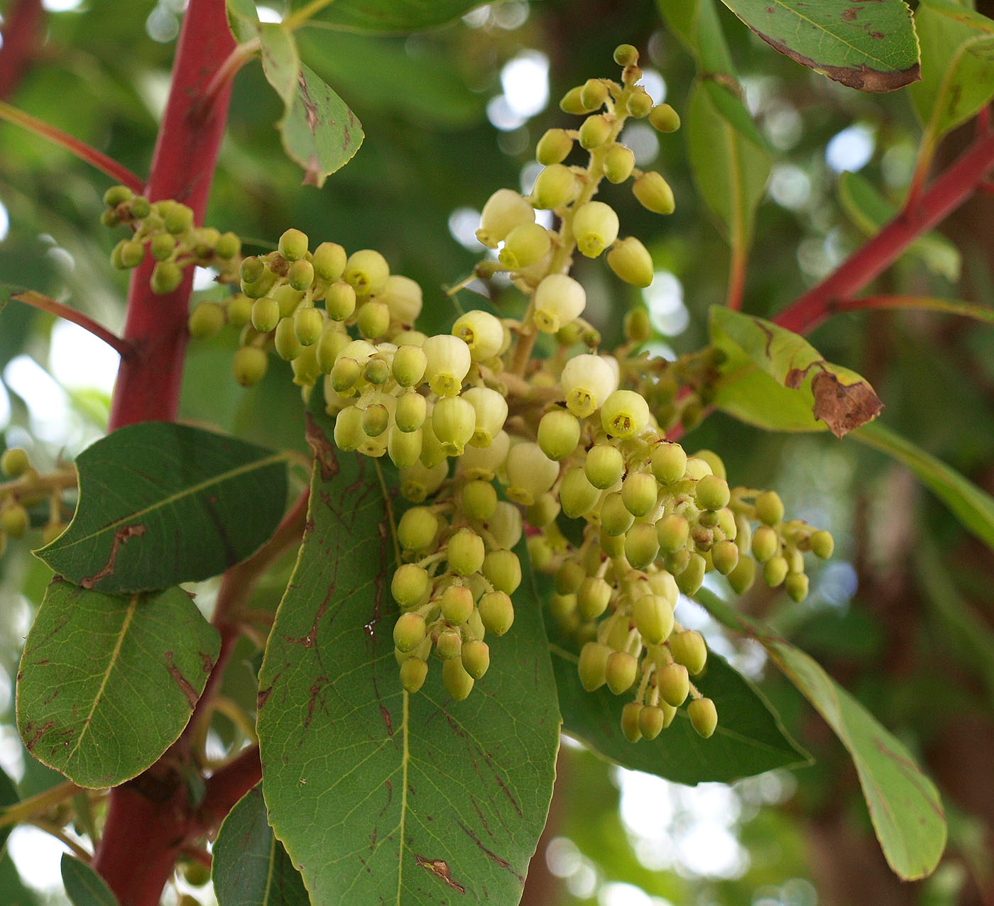 Image of Arbutus xalapensis specimen.