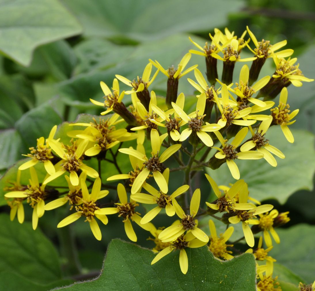 Image of Roldana petasitis specimen.