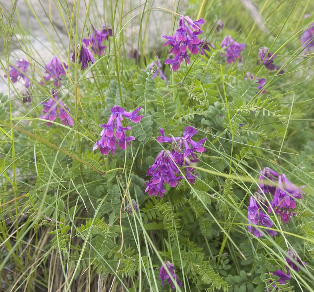 Image of Vicia sosnowskyi specimen.