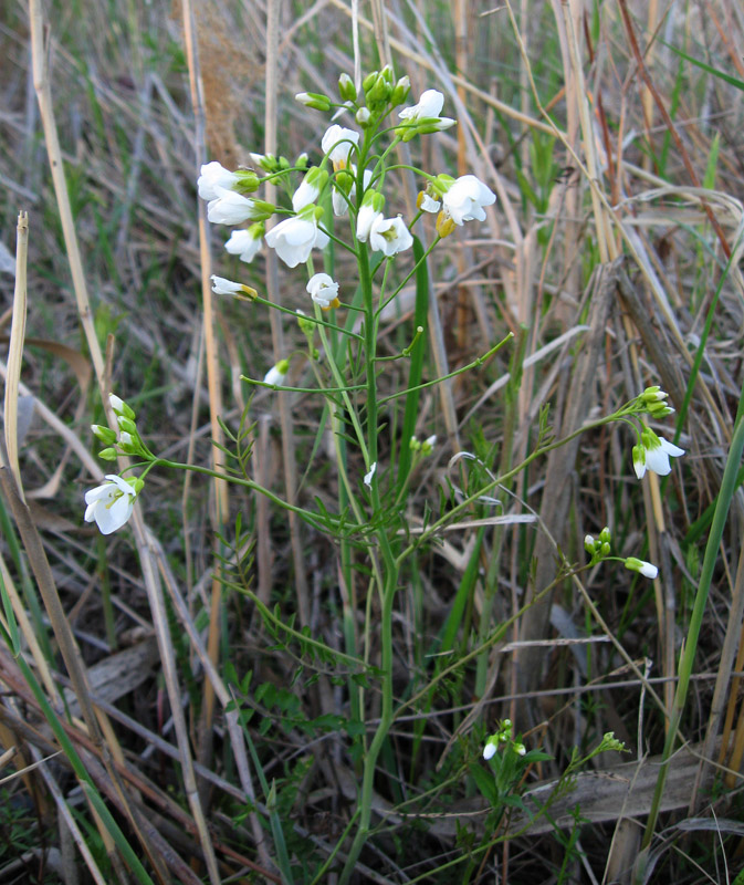 Изображение особи Cardamine dentata.