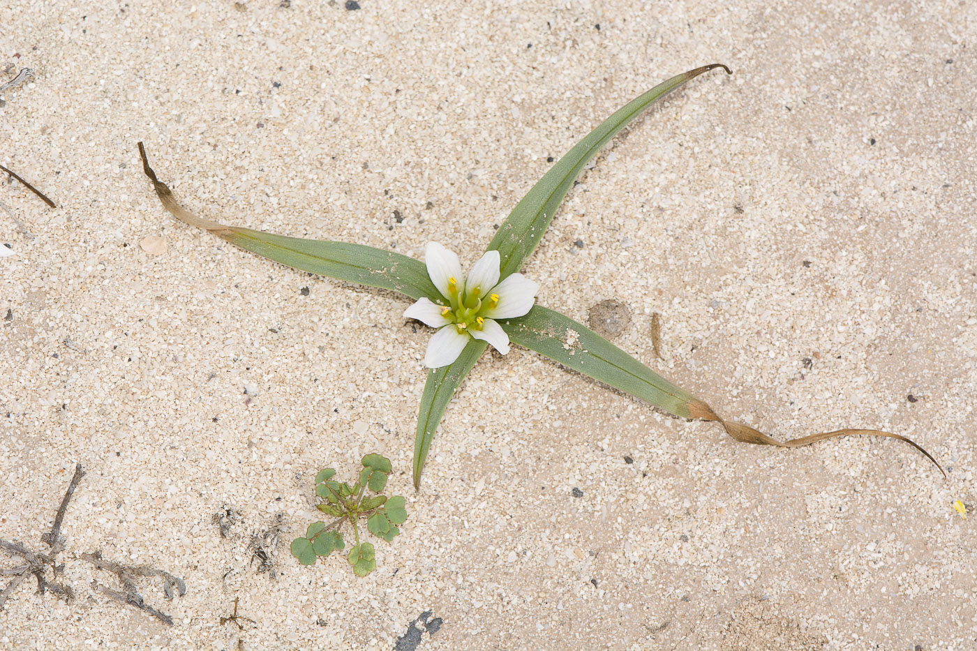 Image of Androcymbium gramineum ssp. psammophilum specimen.
