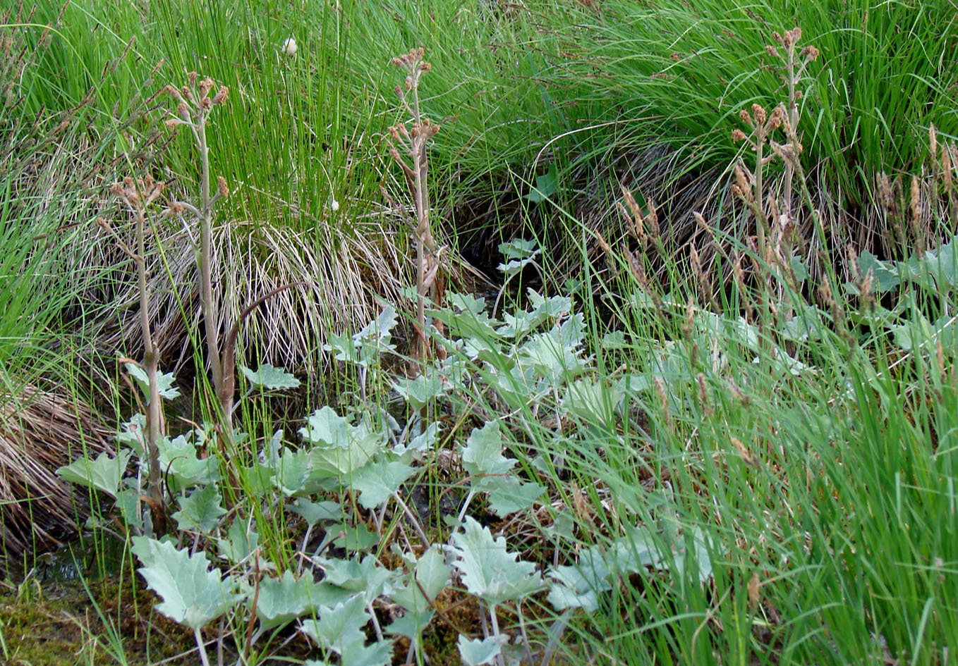 Image of Petasites frigidus specimen.