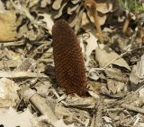 Banksia blechnifolia