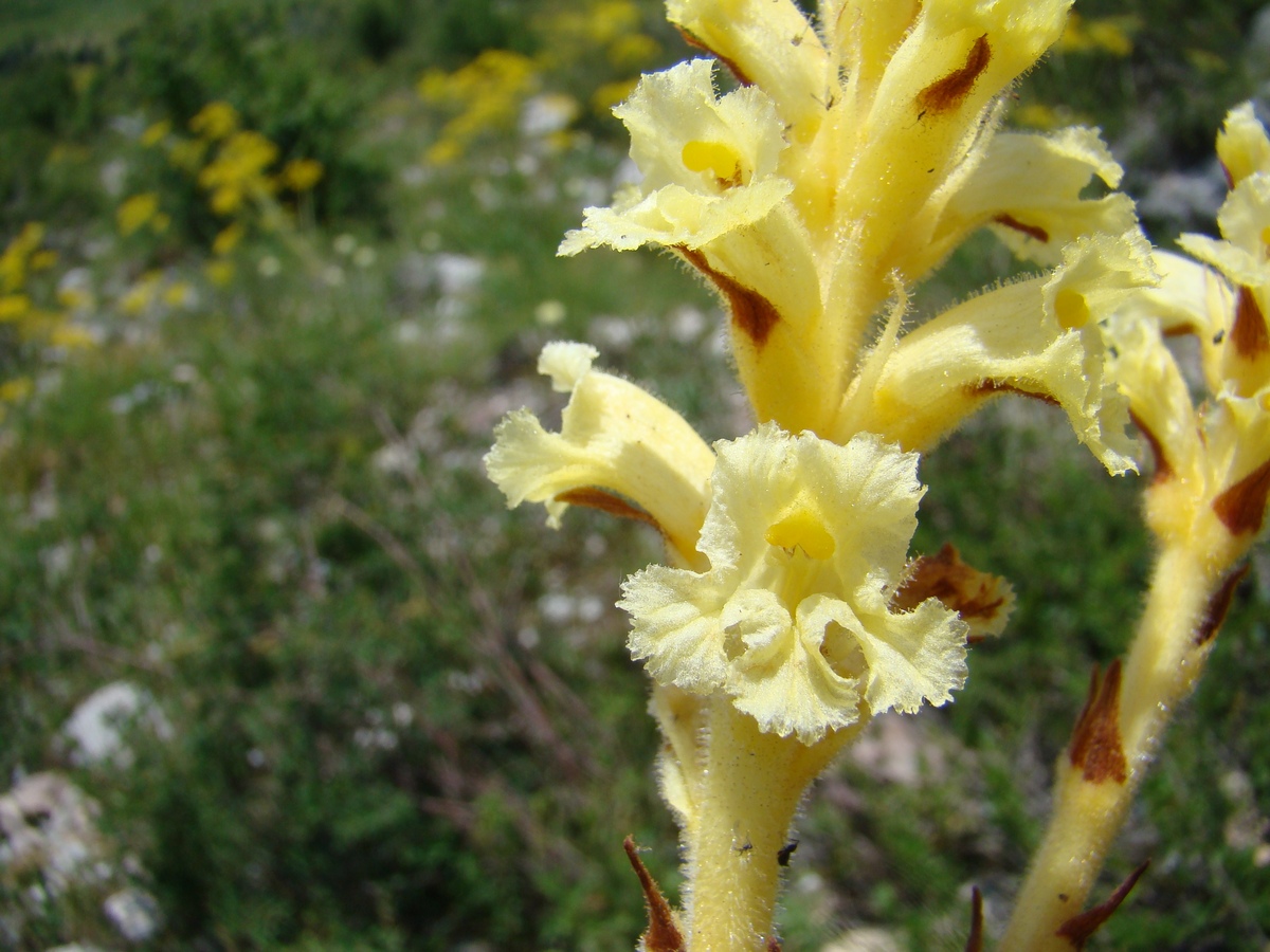 Image of Orobanche lutea specimen.