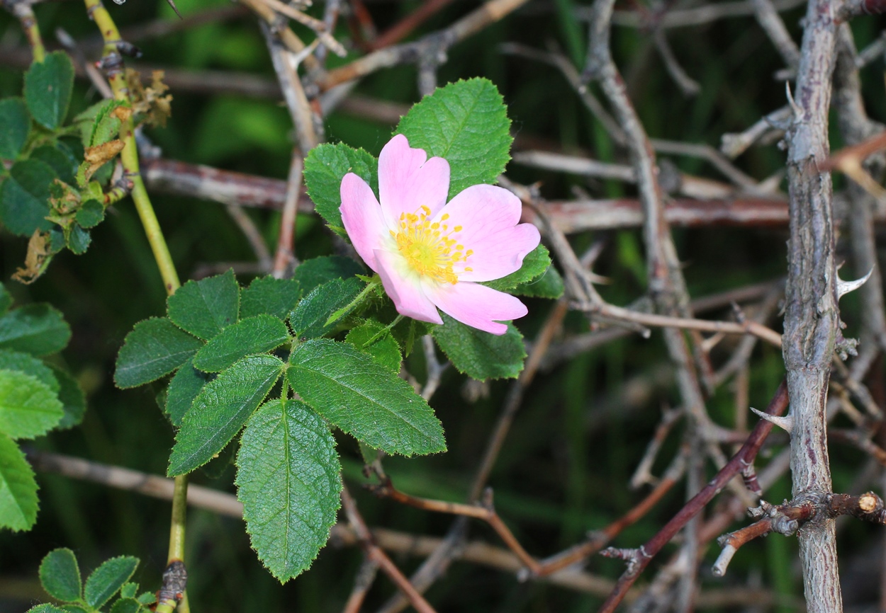 Image of Rosa rubiginosa specimen.