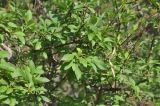 Syringa persica