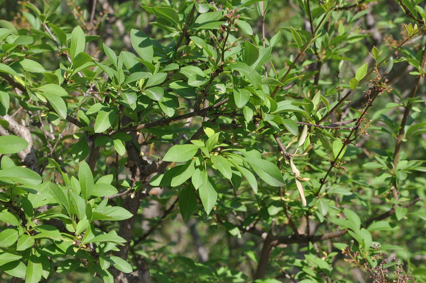 Image of Syringa persica specimen.