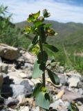 Euphorbia talassica. Верхушка цветущего растения. Южный Казахстан, Таласский Алатау, запов. Аксу-Жабаглы, ущ. Улькен Каинды, 2150 м н.у.м., обломочные лавинные отложения на дне ущелья. 18 июня 2018 г.