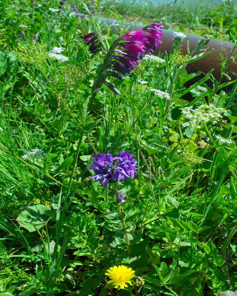 Image of Gladiolus tenuis specimen.