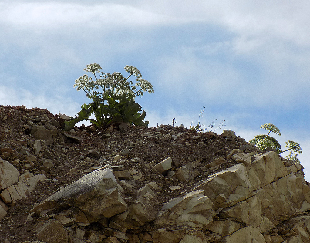 Изображение особи Heracleum stevenii.