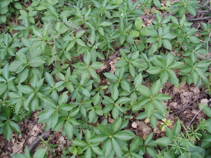 Image of Mercurialis perennis specimen.
