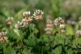 Trifolium repens. Верхушки побегов с соцветиями и листья. Башкирия, окр. г. Стерлитамак, овражистый луг. 22.06.2018.