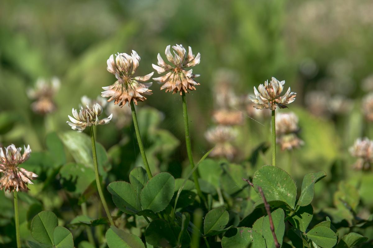 Image of Trifolium repens specimen.