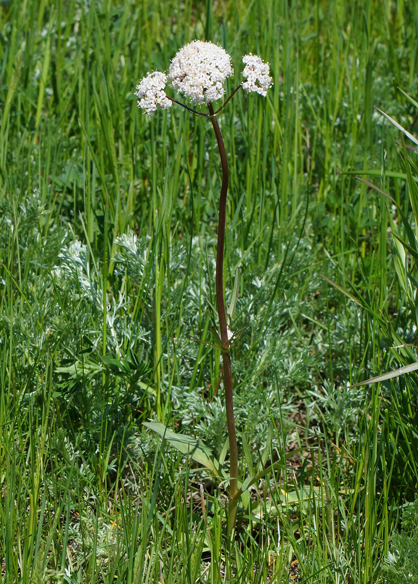 Изображение особи Valeriana tuberosa.