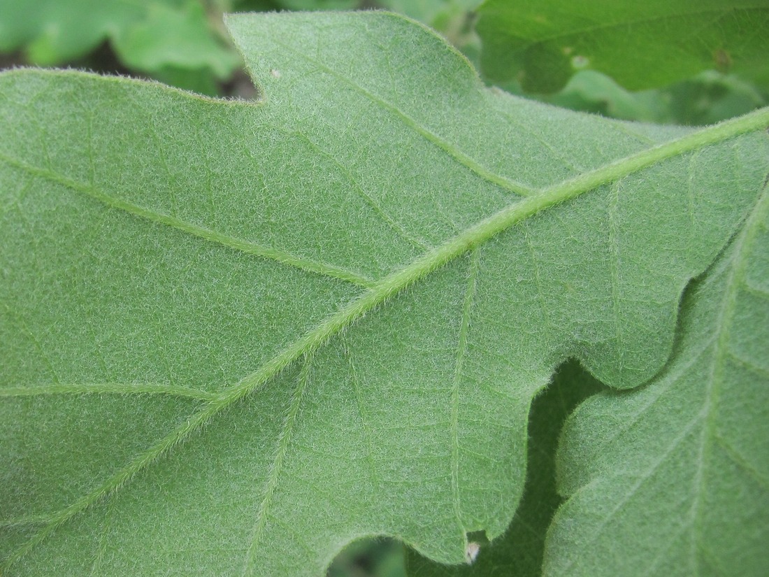 Image of Quercus pubescens specimen.