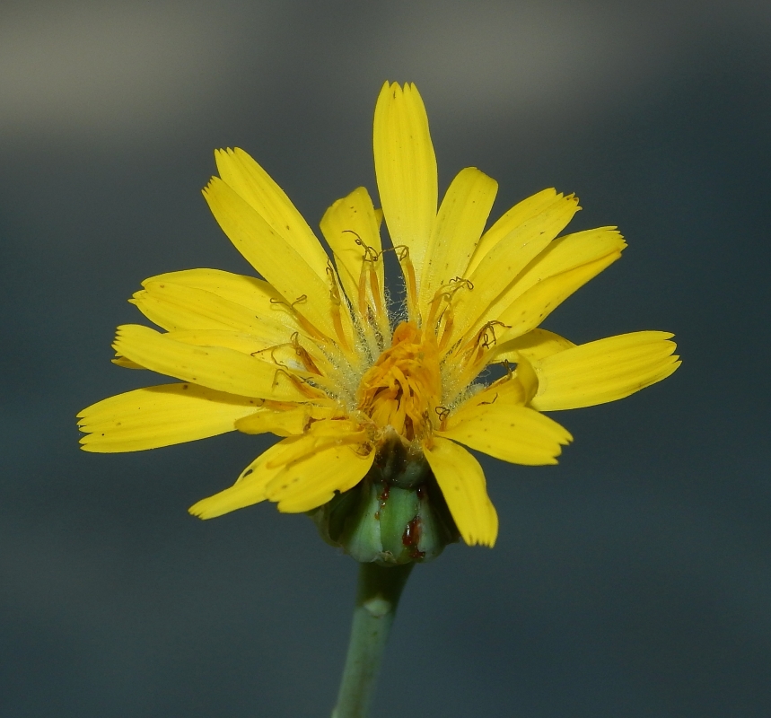 Image of Reichardia picroides specimen.