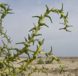 Salsola soda. Веточки с плодами. Краснодарский край, м/о Анапа, окр. станицы Благовещенская, Витязевский лиман, песчано-ракушечный пляж. 28.09.2014.