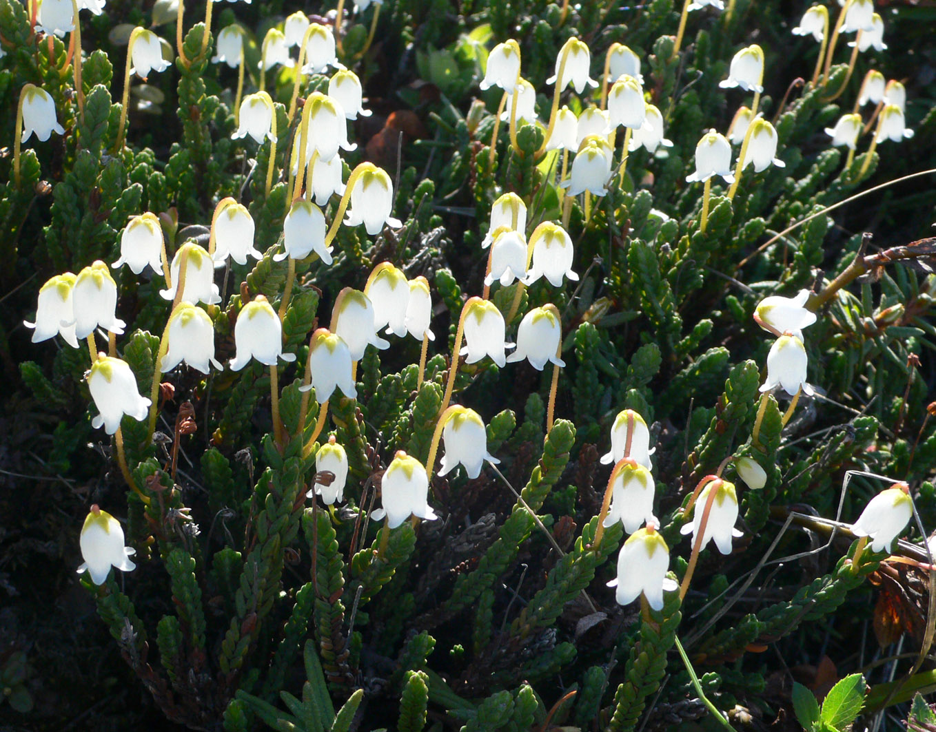 Изображение особи Cassiope tetragona.