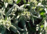 Saussurea viscida. Верхушки побегов с нераспустившимися соцветиями. Чукотка, Чаунский р-н, западная окр. г. Певек, склон сопки. 17.06.2018.