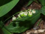 Convallaria majalis. Соплодие с незрелыми плодами и остатками околоцветника. Московская обл., Раменский р-н, пос. Ильинский, на дачном участке среди сосен. 14.07.2018.