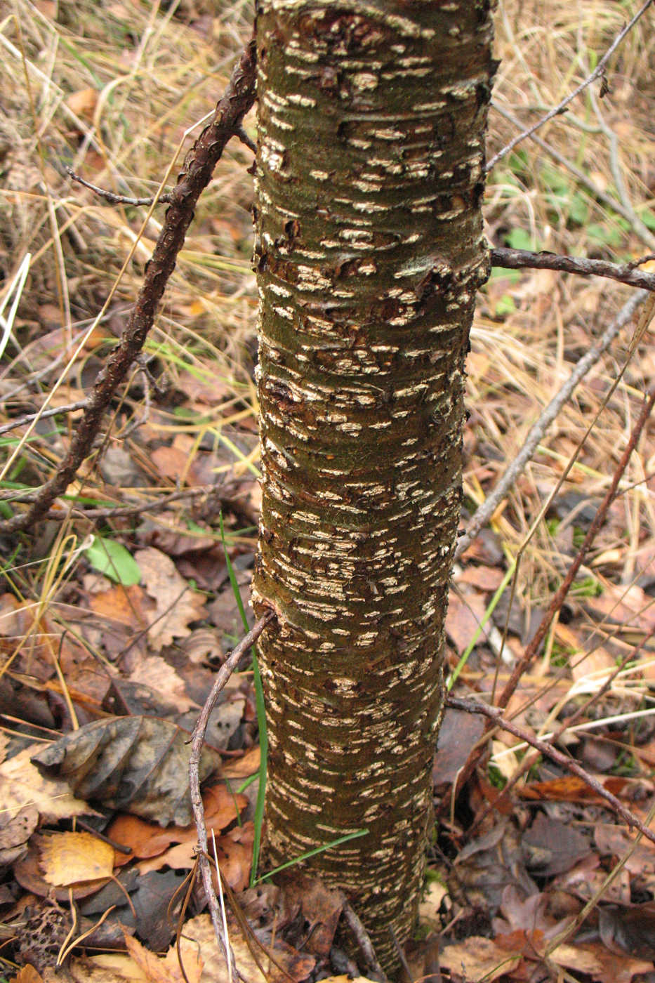 Изображение особи Alnus glutinosa.