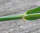 Hordeum murinum