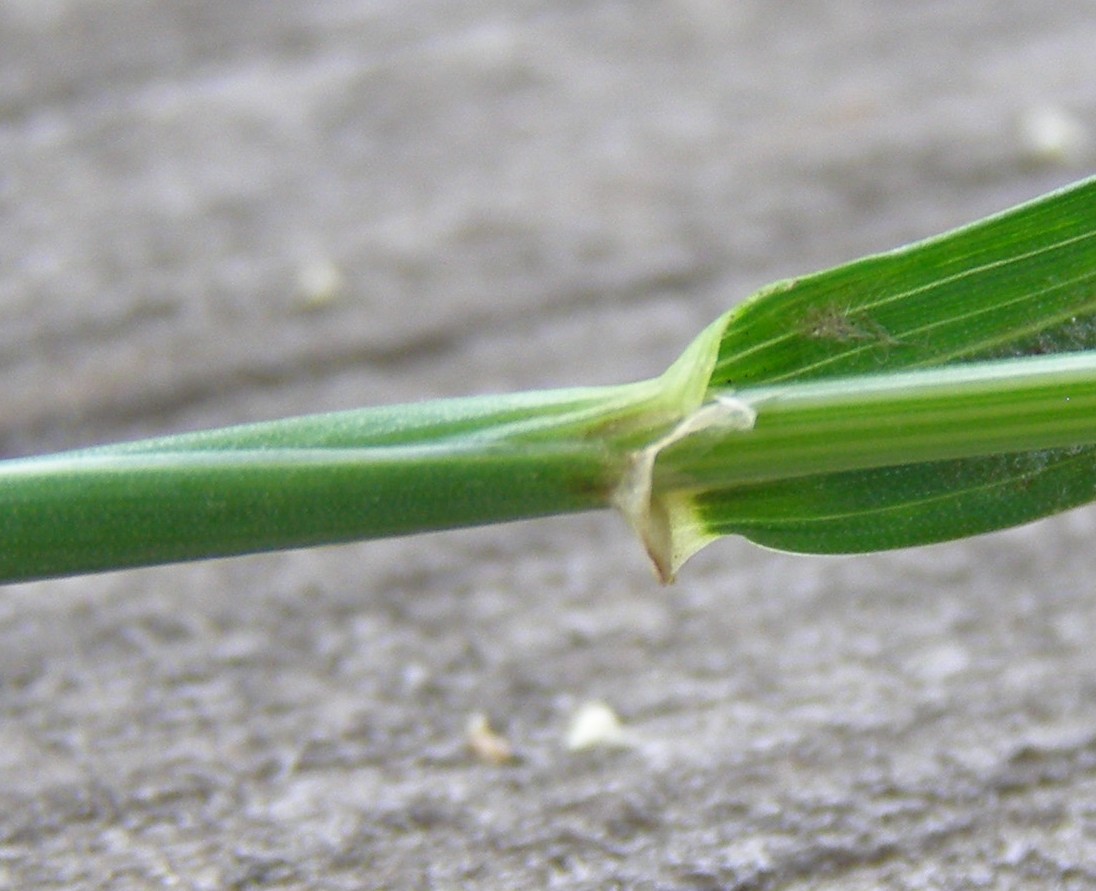 Image of Hordeum murinum specimen.