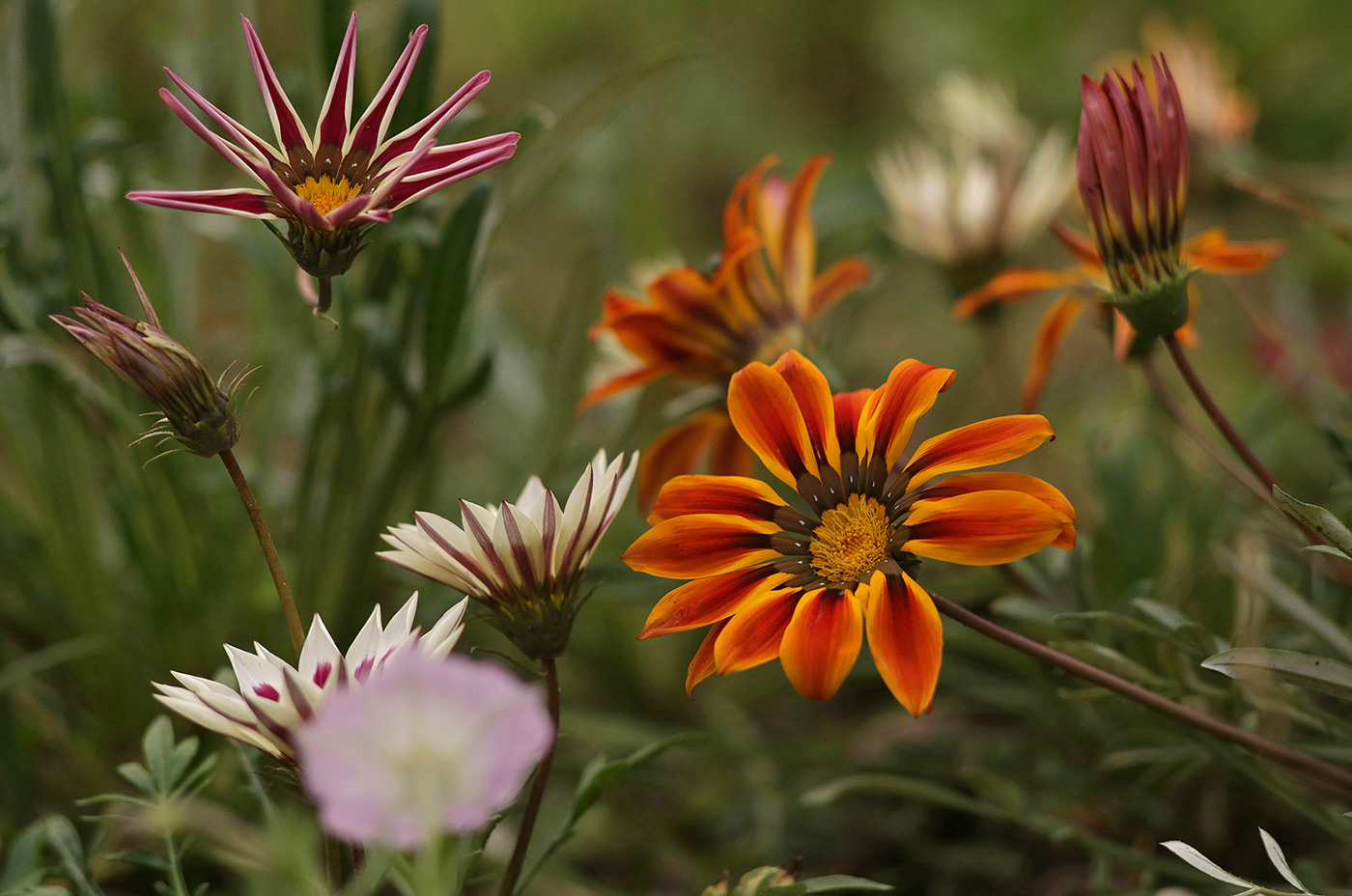 Image of Gazania &times; hybrida specimen.