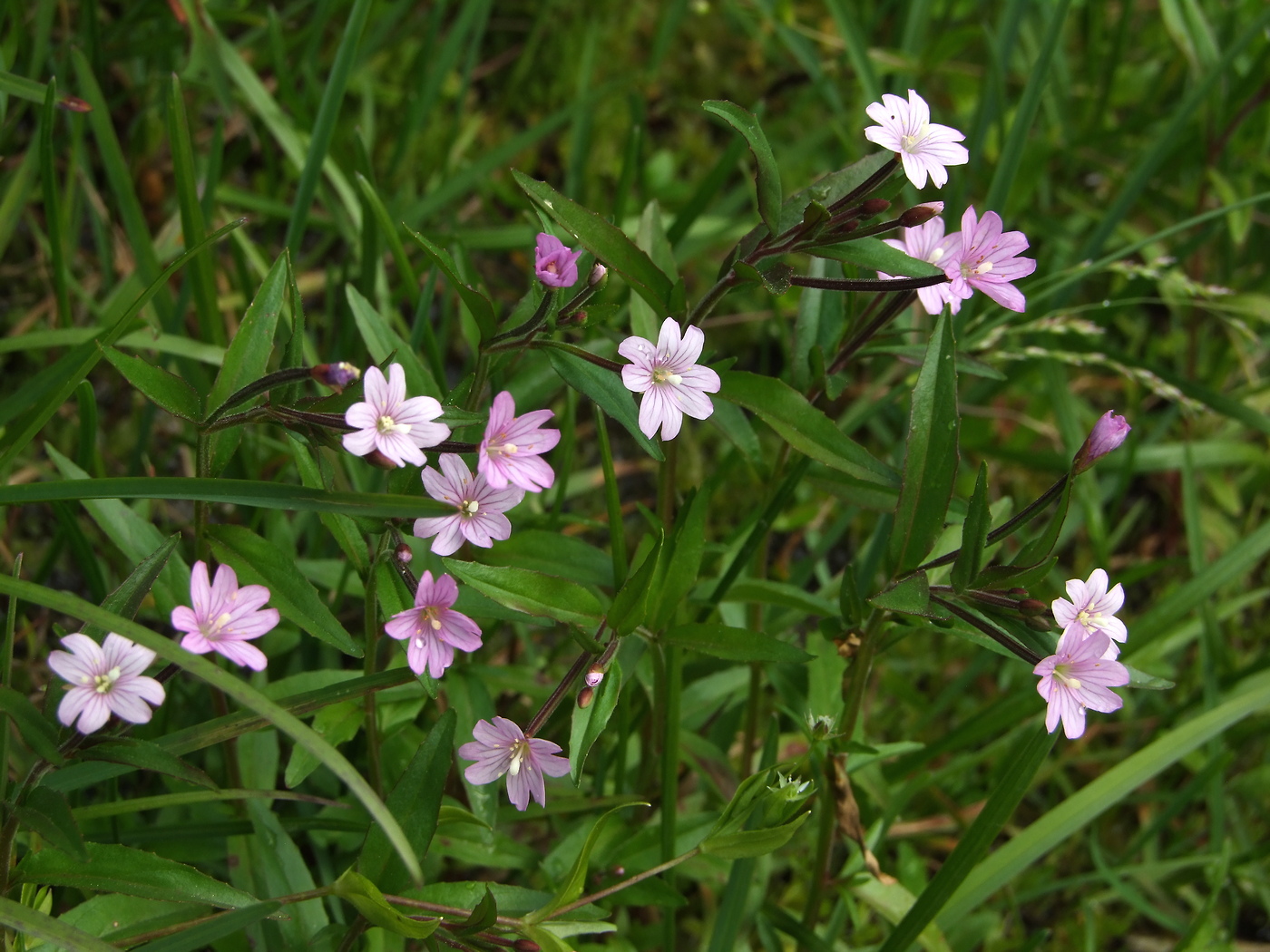 Изображение особи Epilobium hornemannii.