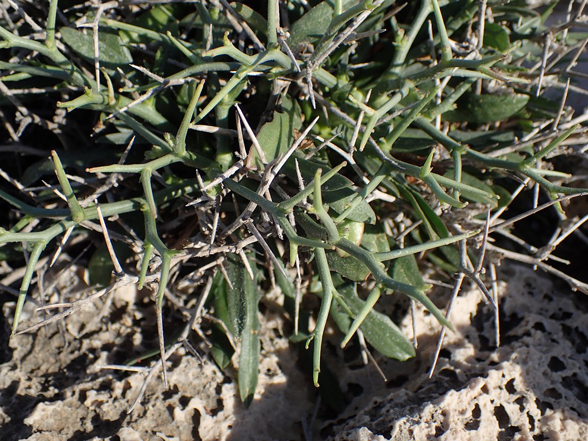 Изображение особи Cichorium spinosum.