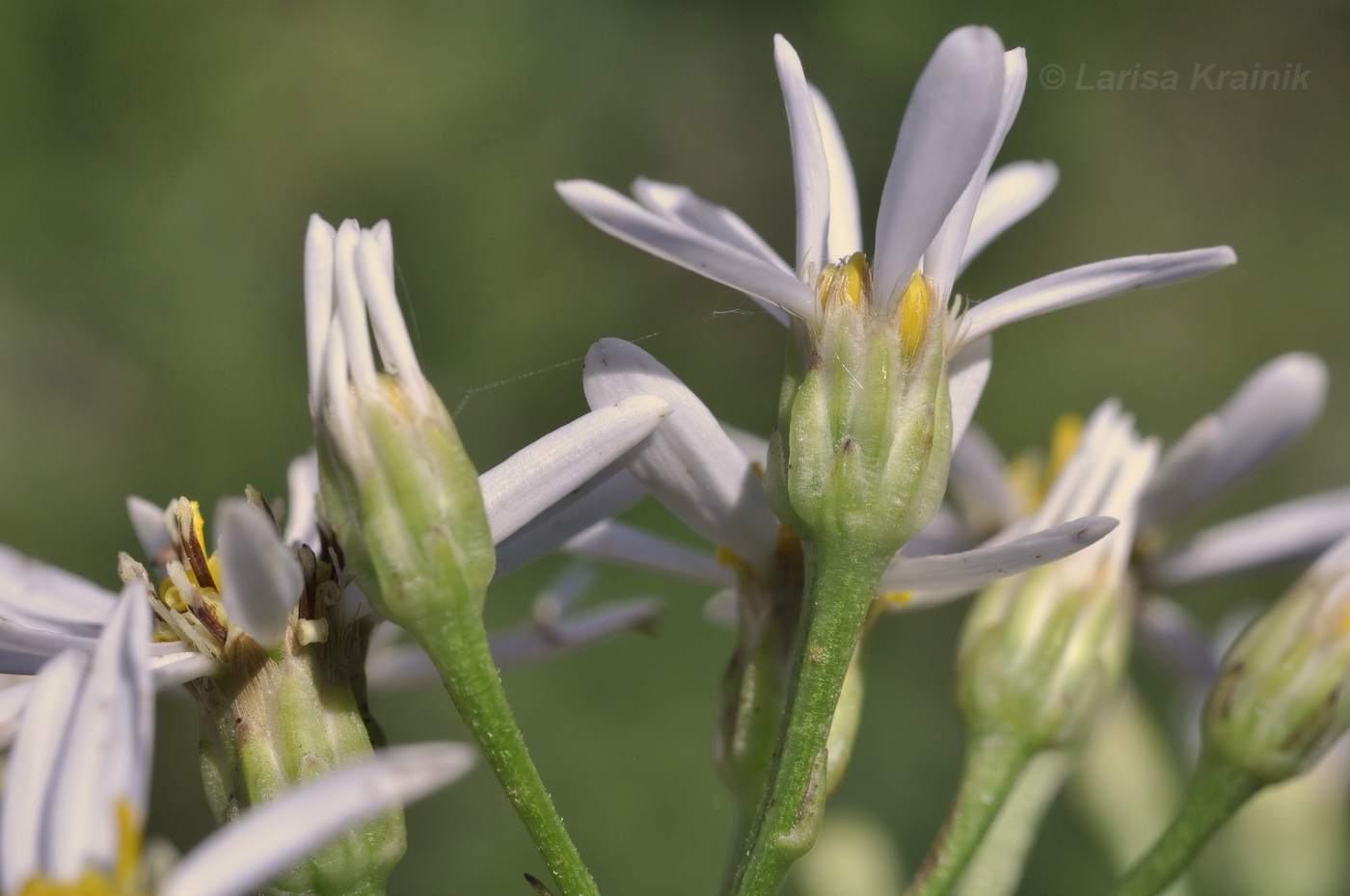 Изображение особи Doellingeria scabra.