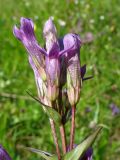 Gentianella lingulata. Верхушка соцветия (вид сбоку). Украина, Закарпатская обл., Раховский р-н, окр. с. Косовская Поляна, гора Кобыла, горный луг у вершины. 30 июня 2010 г.